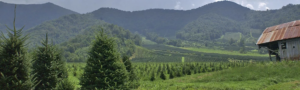 Cover photo for WNC Christmas Tree Farms Open for the 2024 Season